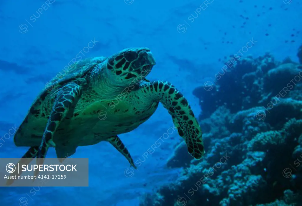 hawksbill turtle swimming eretmochelys imbricata thomas reef, straits of tiran, red sea, egypt endangered species 