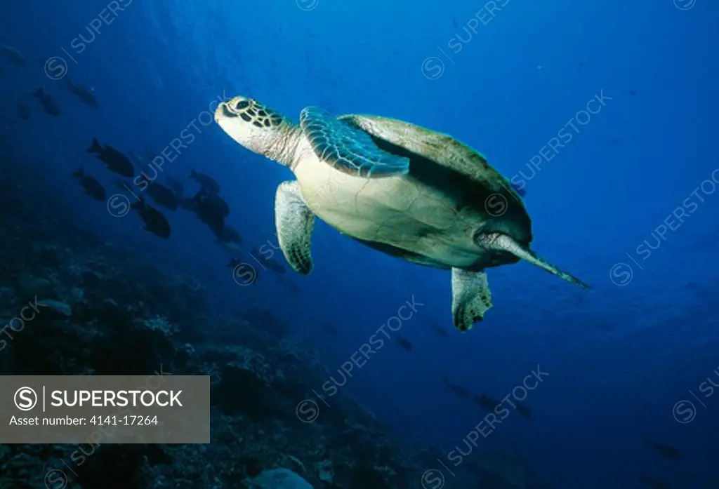 green turtle chelonia mydas sipadan island, borneo, malaysia