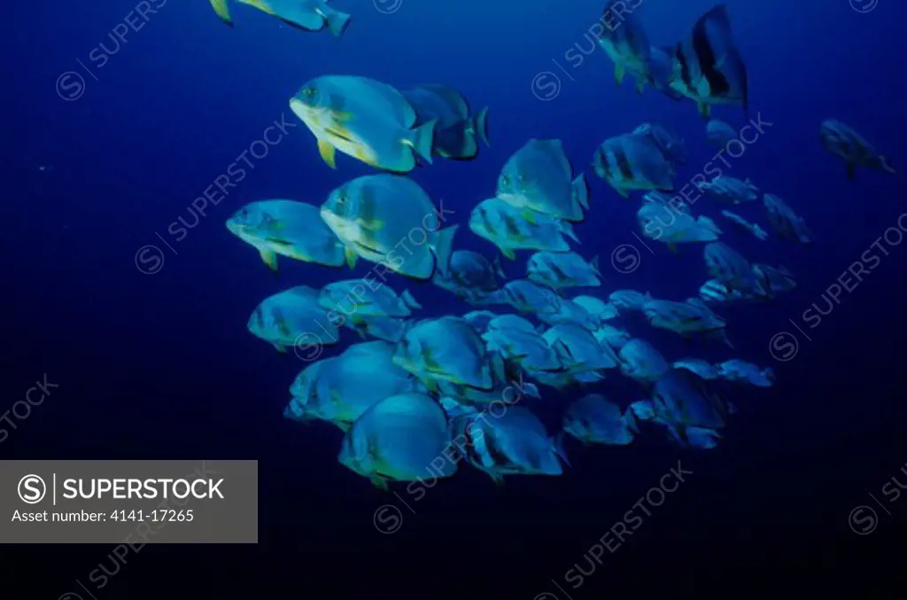 batfish shoal platax sp. ras mohammed, red sea, egypt.