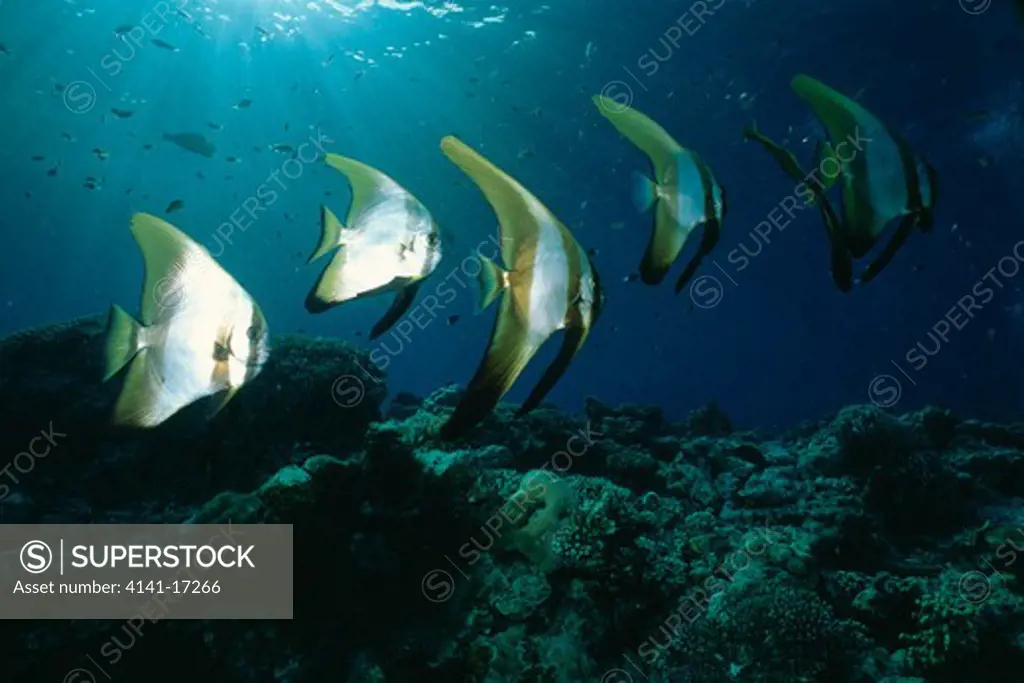 batfish shoal of juveniles platax sp. sipadan, borneo, malaysia