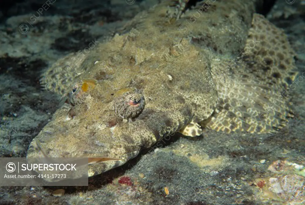 crocodilefish on rocky sea bed (species unidentified) gulf of suez, red sea, egypt