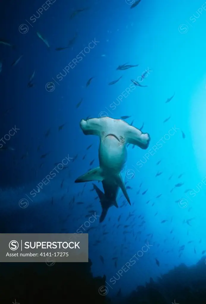 scalloped hammerhead shark sphyrna lewini cousins rock, nr bartolome, galapagos islands
