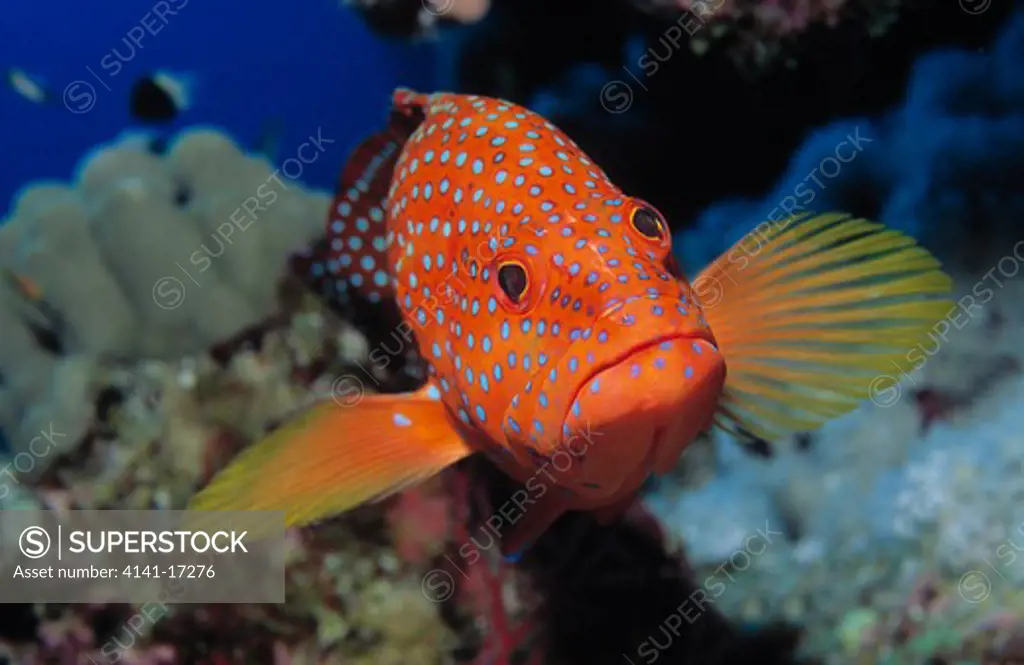 coral hind or red grouper cephalopholis miniata red sea, egypt 