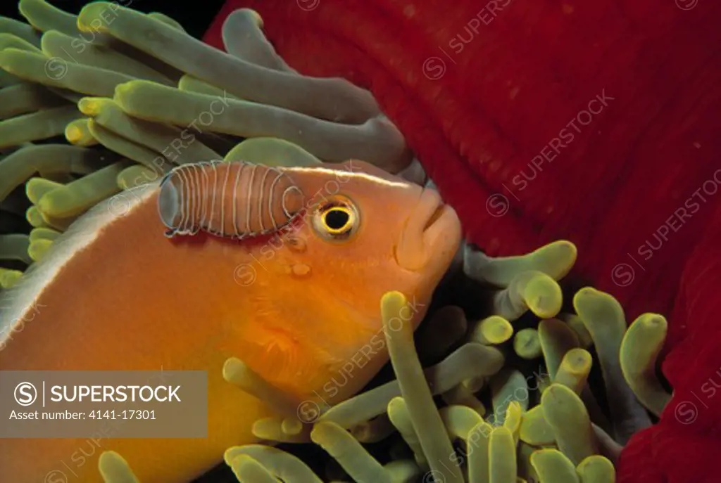 skunk anemonefish amphiprion akallopisos with parasitic isopod fish louse, mahe, seychelles. 