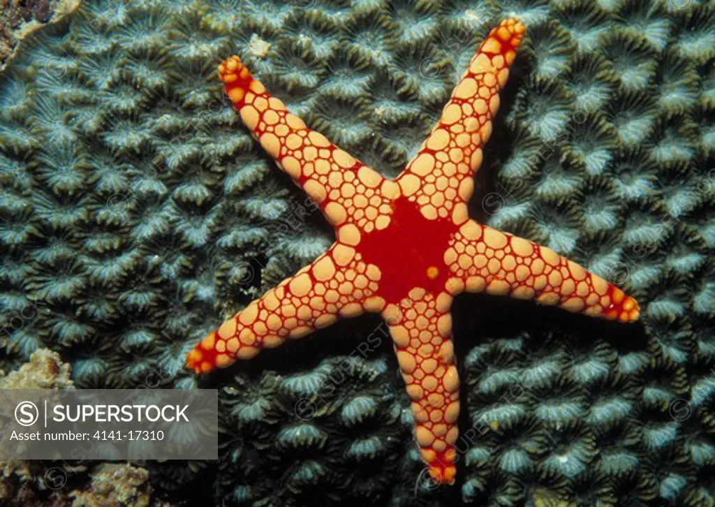 fromia starfish fromia monilis mahe, seychelles, indian ocean 