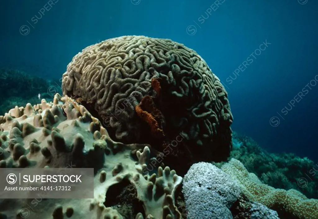 brain coral diploria sp. sulawesi, indonesia