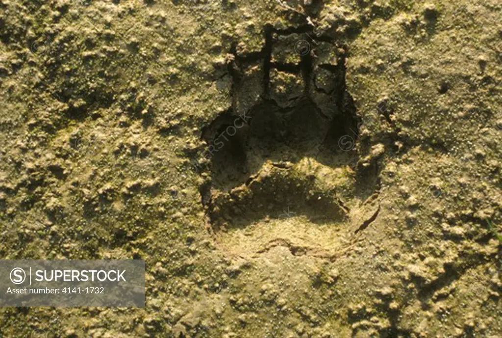 badger footprint in dried mud meles meles