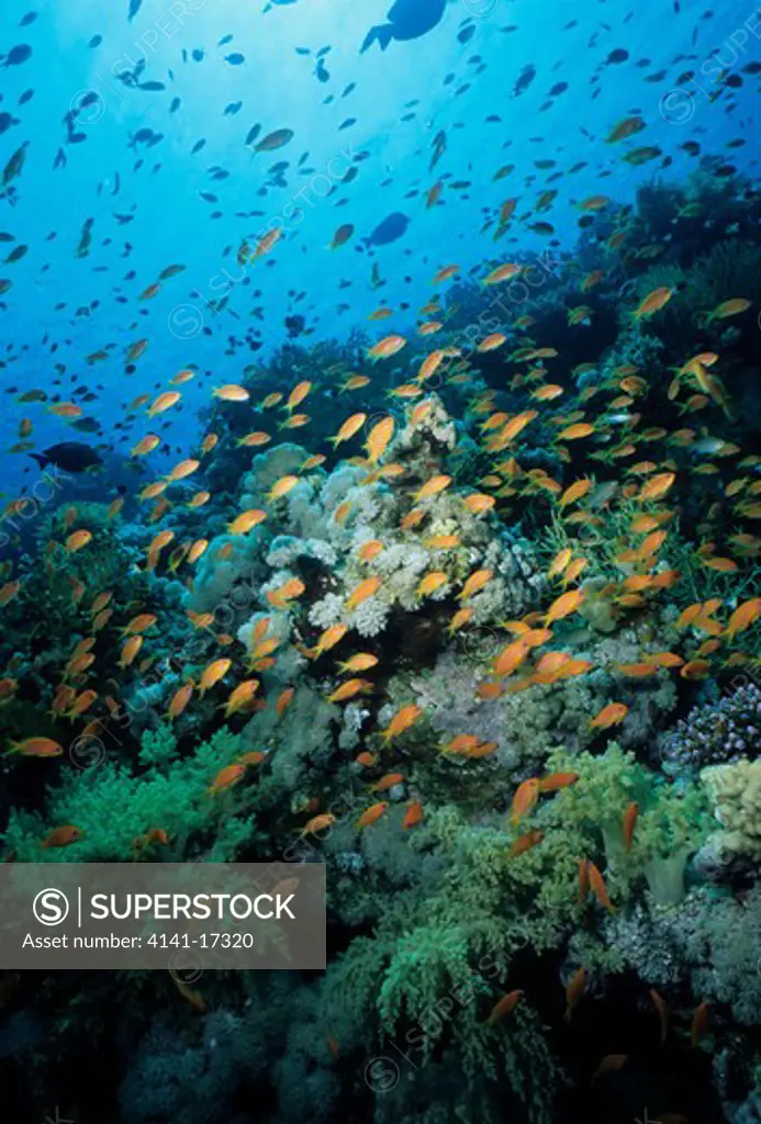 orange sea-perches on coral reef pseudanthias squamipinnis red sea, egypt. 