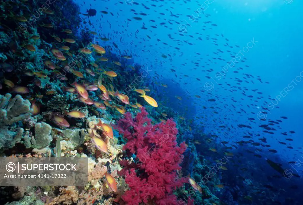lyretail anthias or goldie shoal pseudanthias squamipinnis & soft coral, dendronephthya sp. red sea coast of egypt 