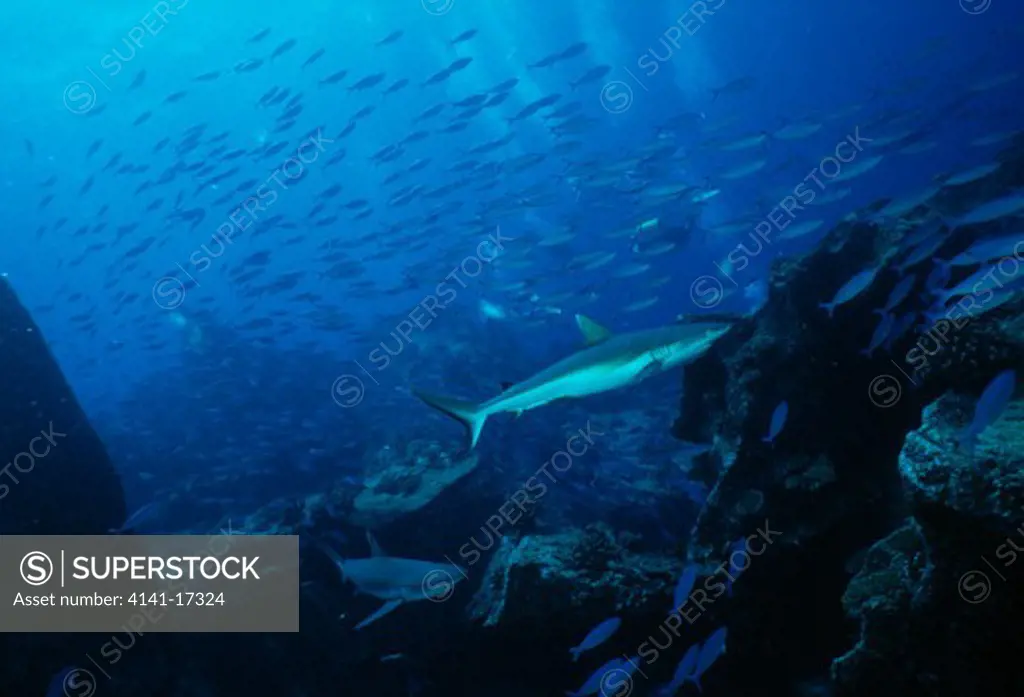 grey reef shark carcharhinus amblyrhynchos & fusilier fishes, praslin island, seychelles, indian ocean