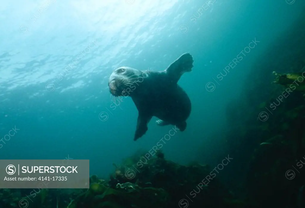 grey seal halichoerus grypus isle of man, irish sea off north western england