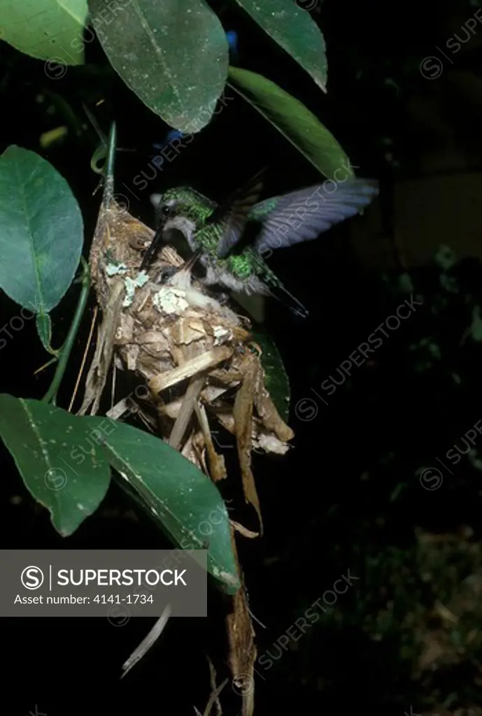 blue-tailed woodstar hummingbird, chlorostilbon mellisugus, female feeding young *** local caption *** 