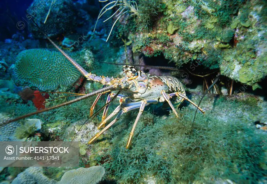 spiny lobster on coral reef panulirus argus saba, leeward islands, lesser antilles, caribbean.