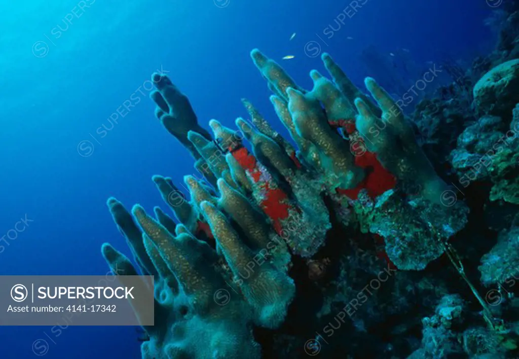 pillar coral & red encrusting sponge dendrogyra cylindricus st kitts, leeward islands, caribbean