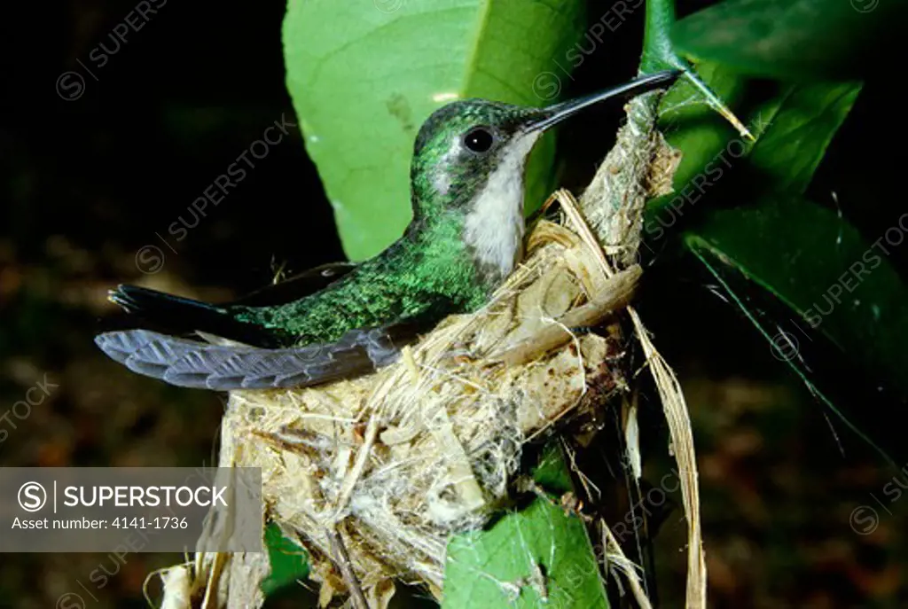 blue-tailed emerald hummingbird chlorostilbon mellisugus female incubating eggs french guiana 