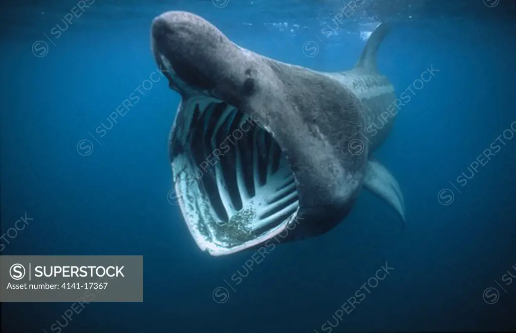 basking shark cetorhinus maximus off penzance, cornwall. 