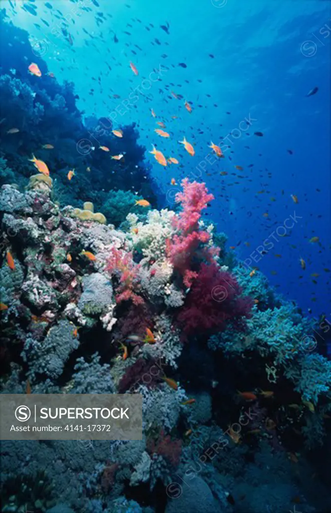 coral reef scene with anthias pseudanthias squamipinnis st john's reef, red sea, southern egypt.