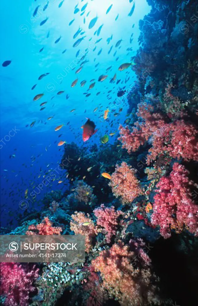 coral reef scene with soft corals, anthias and other small reef fishes ari atoll, maldives.