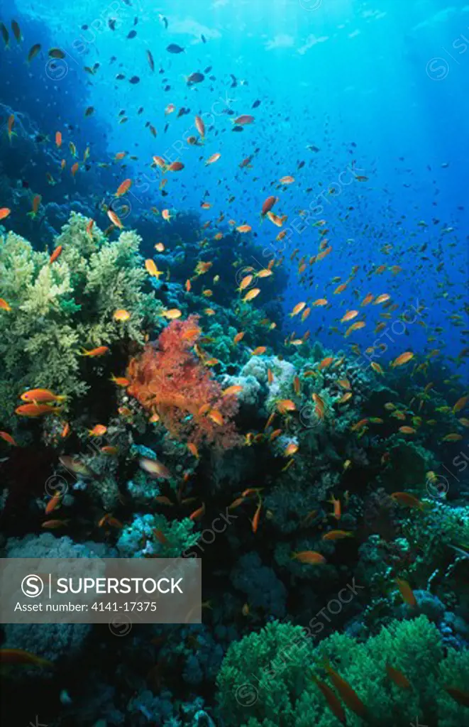 coral reef scene with anthias pseudanthias squamipinnis red sea, southern egypt.
