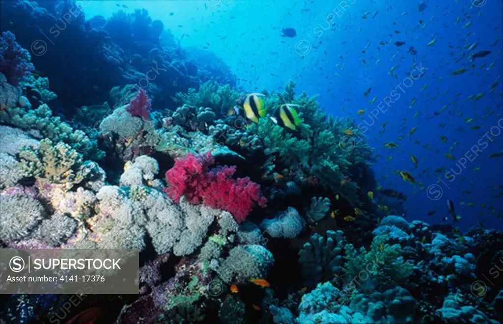 coral reef scene with bannerfish heniochus intermedius red sea, egypt.