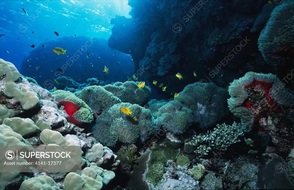 coral reef scene with anemonefish amphiprion bicinctus red sea, egypt.