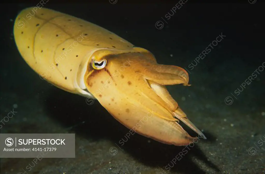 broadcub cuttlefish sepia latimanus lembeh strait, sulawesi.
