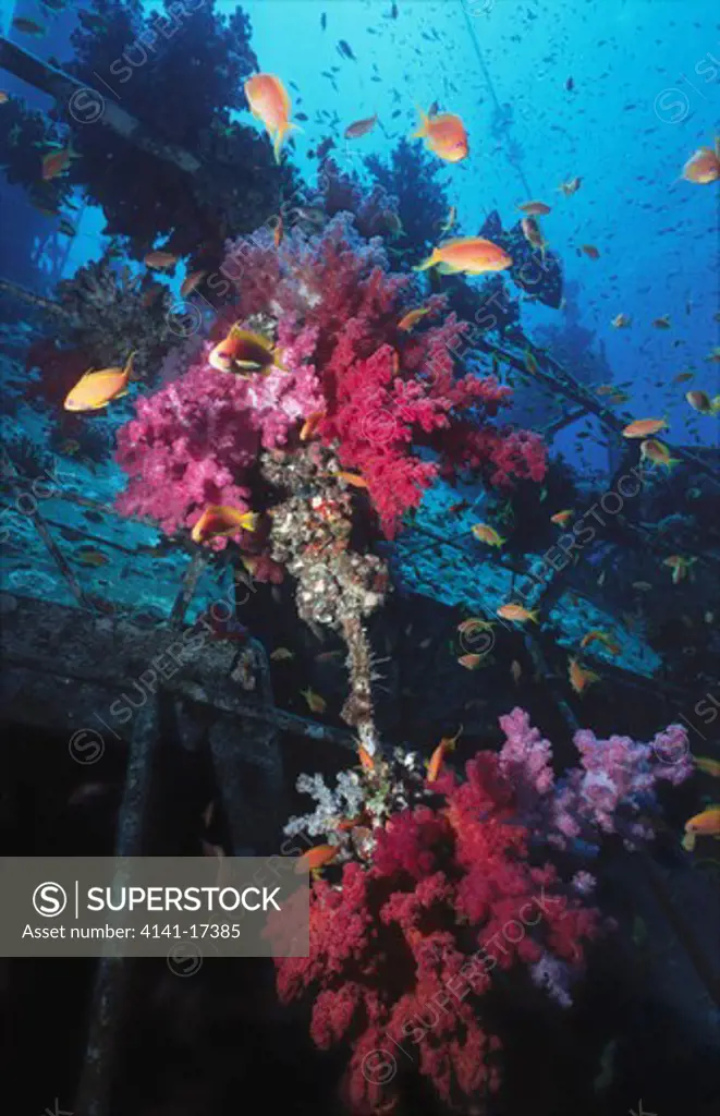 ghiannis d ship wreck overgrown with soft corals, and with anthias pseudanthias squamipinnis gulf of suez, strait of gubal, red sea, egypt.