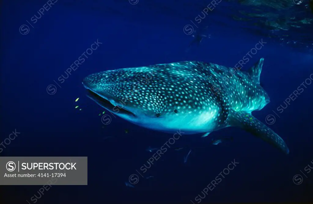 whale shark with snorkeller rhincodon typus mahe, seychelles.