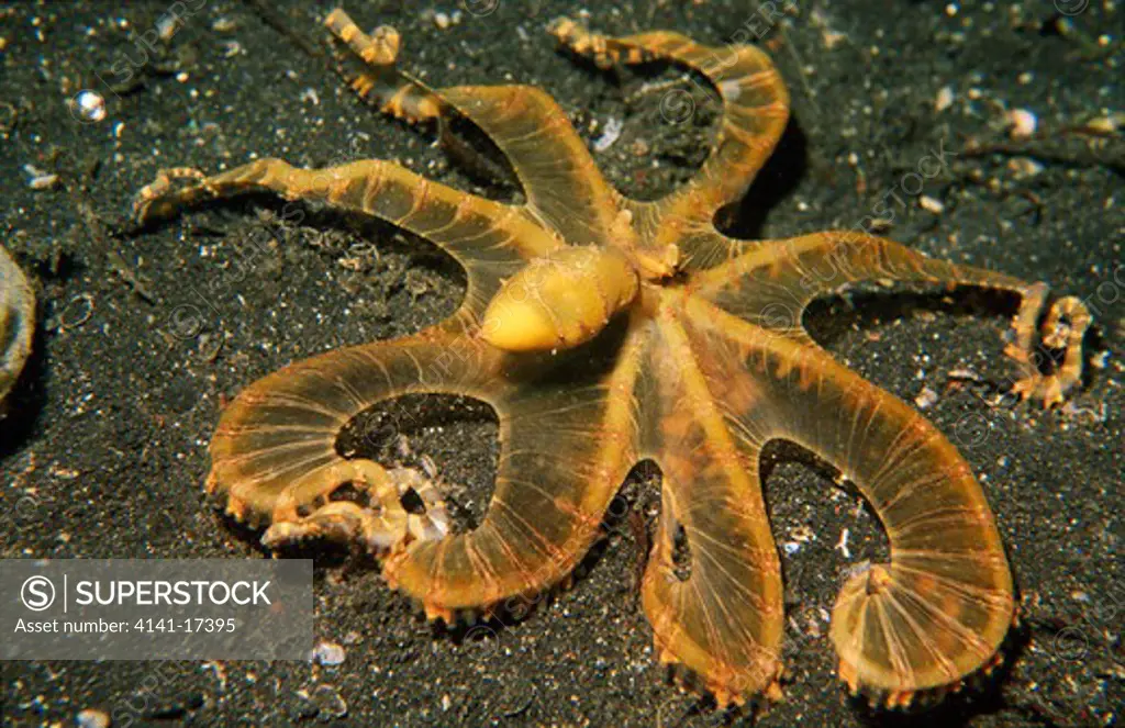 wonderpus octopus octopus sp. kungkungan bay, lembeh strait, sulawesi.