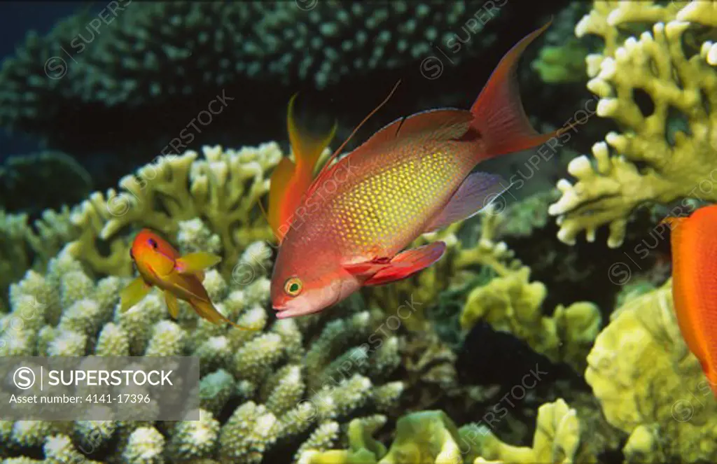 anthias pseudanthias squamipinnis and stony coral and fire coral gulf of suez, red sea, egypt