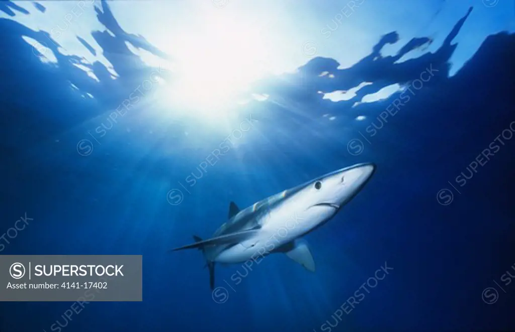 blue shark prionace glauca catalina island, california, usa