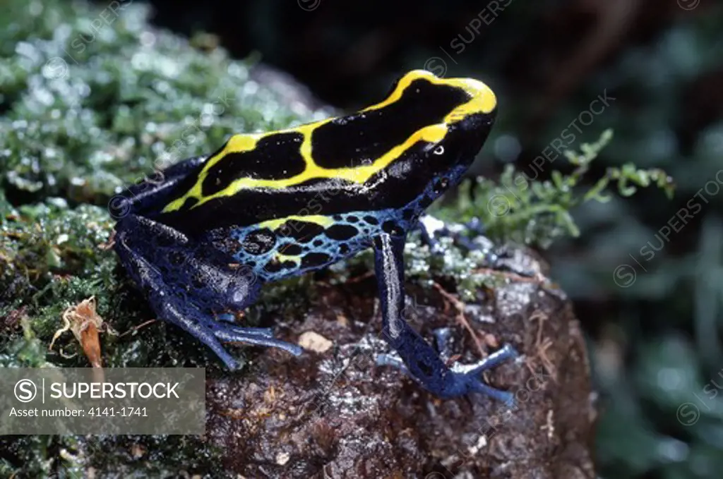 dyeing poison frog dendrobates tinctorius costa rica, central america 