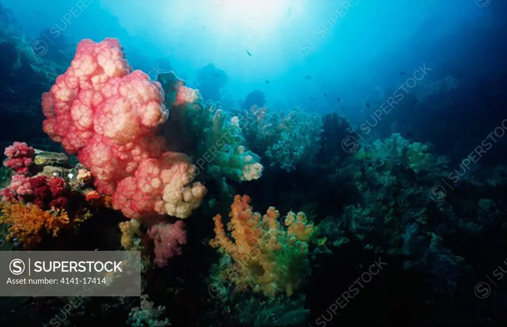 pristine coral reef with soft corals misool island, raja ampat, papua.