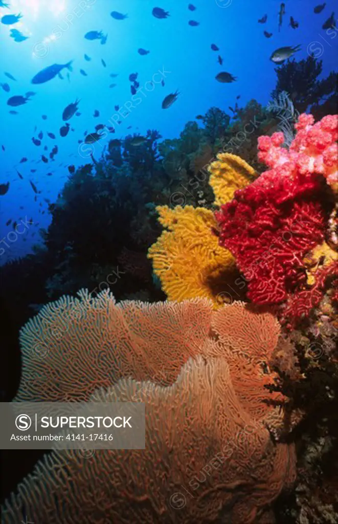 pristine coral reef with soft corals and sea fans misool island, raja ampat, papua.