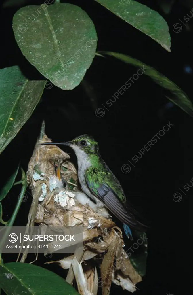 blue-tailed emerald hummingbird chlorostilbon mellisugus female at nest french guiana