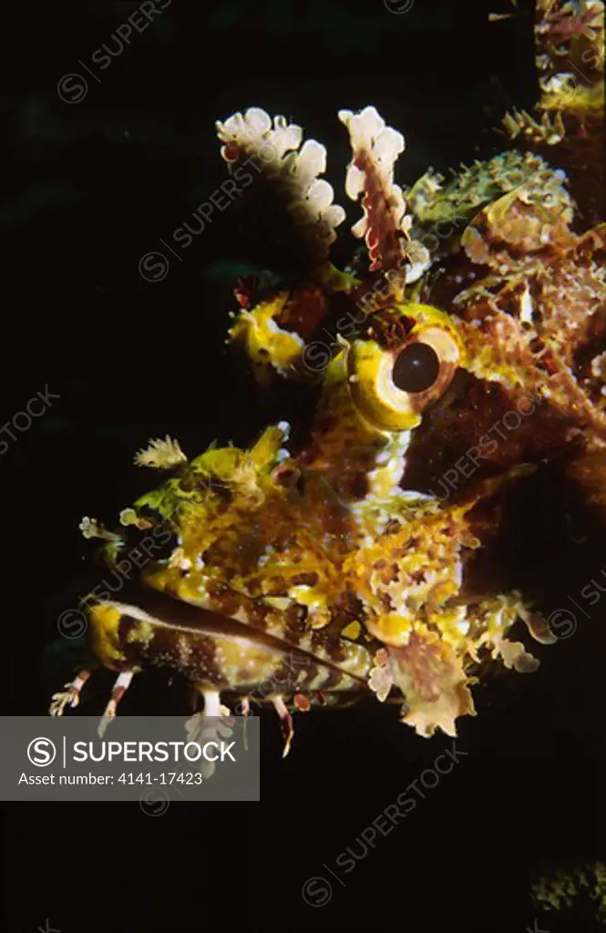 scorpionfish scorpaenopsis sp. sulawesi, indonesia