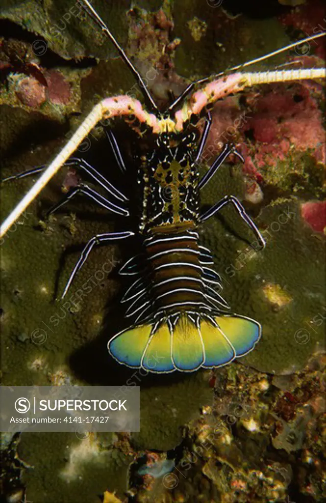 painted spiny lobster panulirus versicolor raja ampat, irian jaya (papua), indonesia