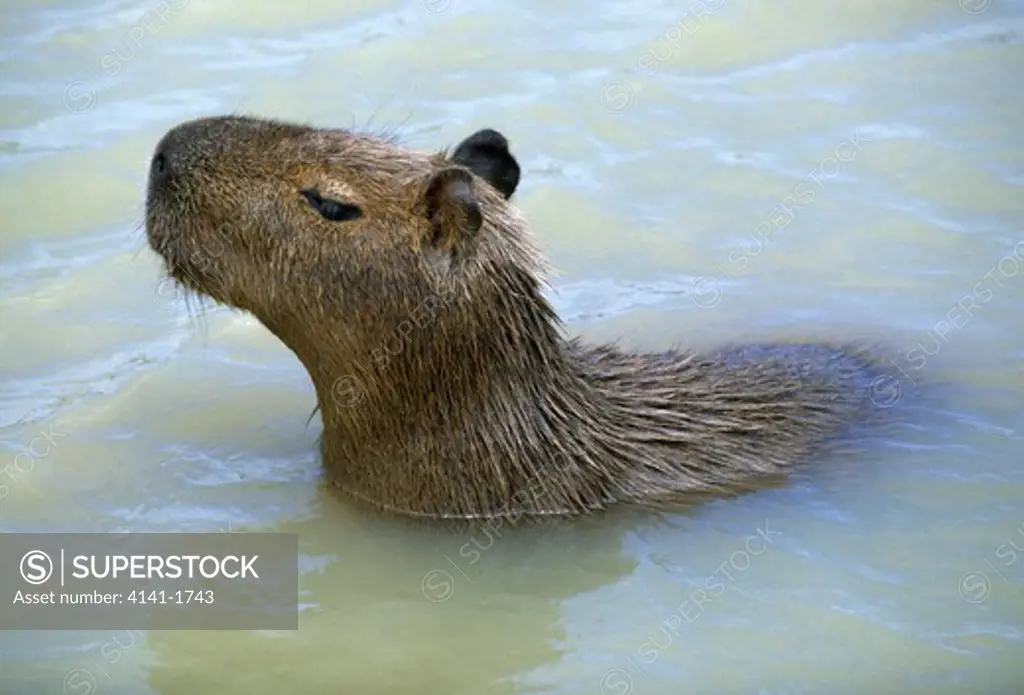 capybara in water, head detail hydrochoerus hydrochaeris