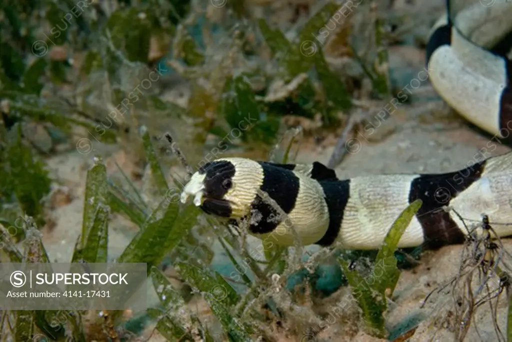 banded snake eel myrichthys colubrinus in sea grass red sea, egypt