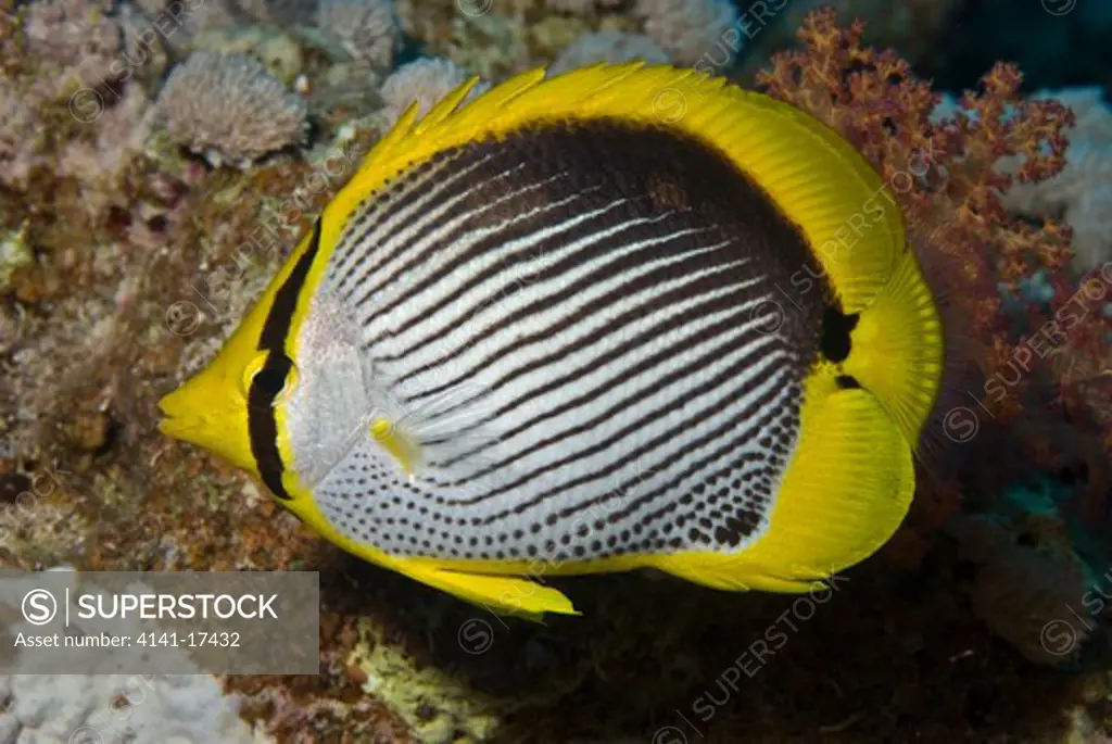 blackbacked butterflyfish chaetodon melannotus red sea, egypt