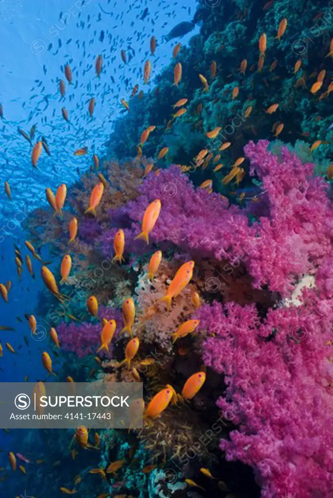 anthias pseudanthias squamipinnis and soft corals (dendronephthya sp.) ras mohammed, red sea, egypt.