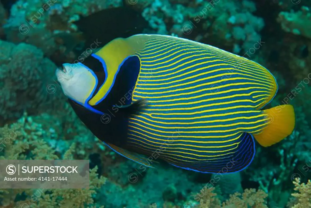 emperor angelfish pomacanthus imperator ras mohammed, red sea, egypt. 