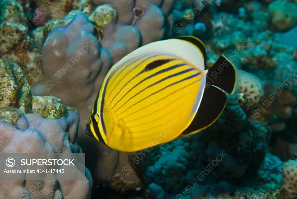 exquisite butterflyfish chaetodon austriacus red sea, egypt.