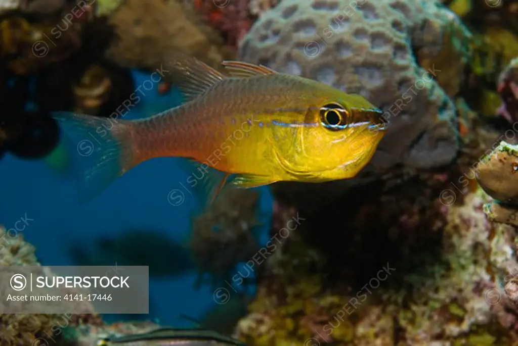 goldbelly cardinalfish apogon apogonides red sea, egypt