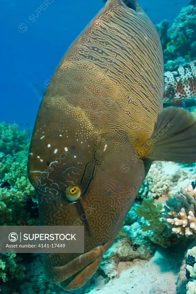 humphead wrasse or napoleonfish cheilinus undulatus ras mohammed, red sea, egypt.