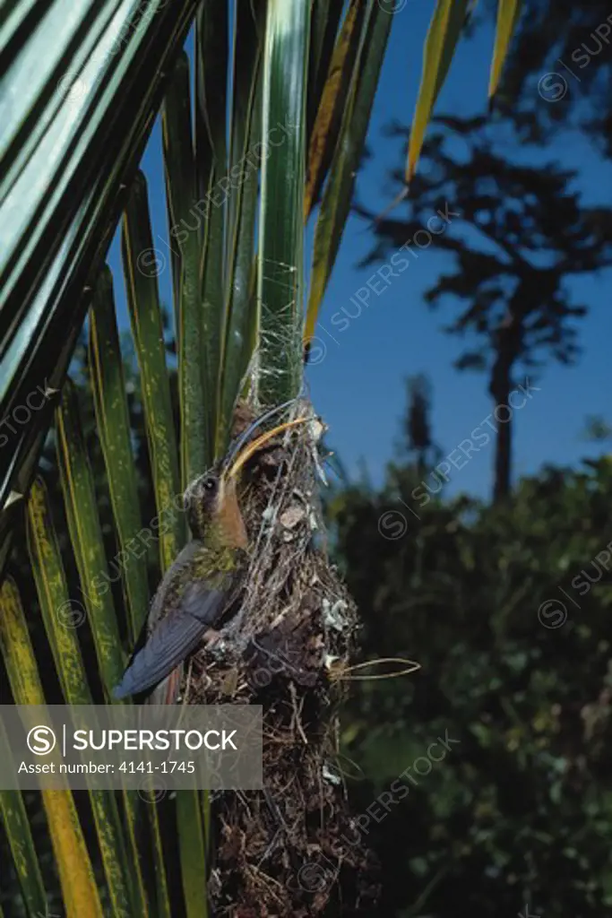 rufous-breasted hermit hummingbird glancis hirsuta at nest. french guiana 