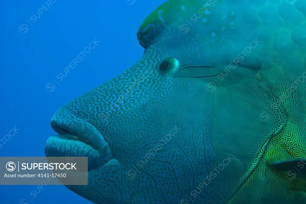 humphead wrasse or napoleonfish cheilinus undulatus ras mohammed, red sea, egypt.