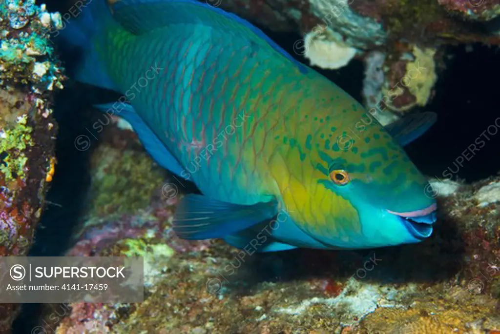 rusty parrotfish scarus ferrugineus red sea, egypt.