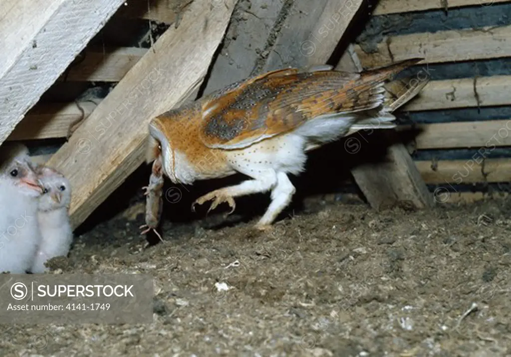 barn owl adult at nest tyto alba with mouse prey for young 
