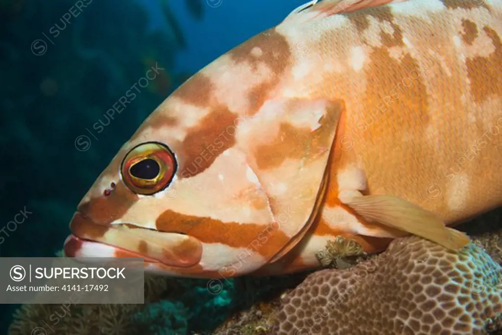 blacktip grouper epinephelus fasciatus red sea: israel: gulf of aqaba, eilat